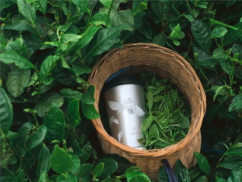 喜茶聯(lián)合 上城士 及文化大使張晚意,共同溯源綠妍貴州茶脈